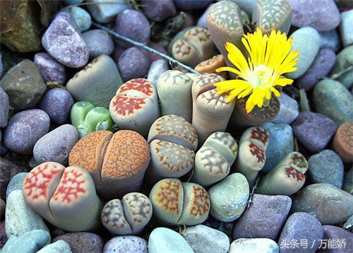 生石花屁屁花怎么养长得快,生石花屁股如何养