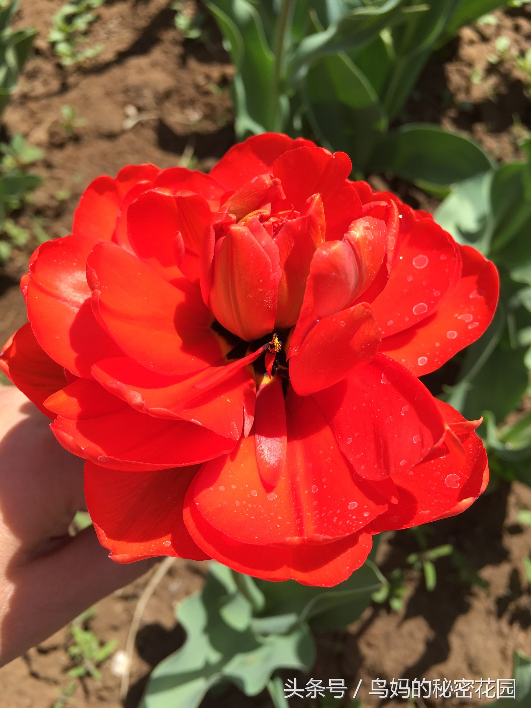 郁金香土培开了花还能复花吗,哪些郁金香花可以复花种植