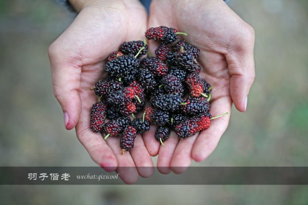 居于涟岸隐于湖,到肇庆体验离尘不离城的精致慢生活
