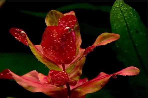 坏水质,草缸水质都要注意哪些