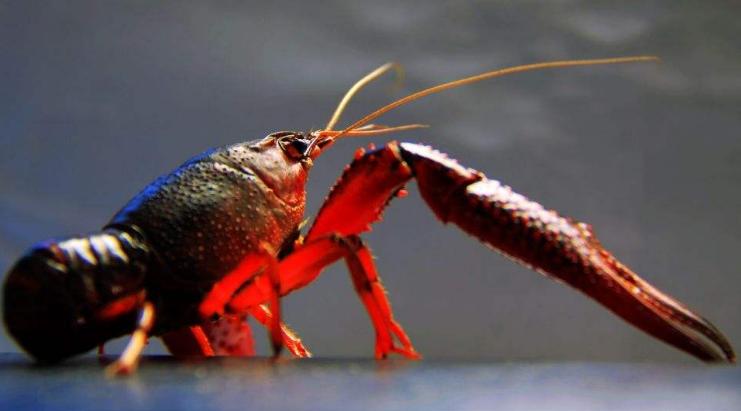 冷冻小龙虾发黑怎么回事,小龙虾腹部发黑怎么治