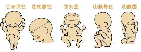 怀孕后做几次B超,怀孕后要来做几次B超