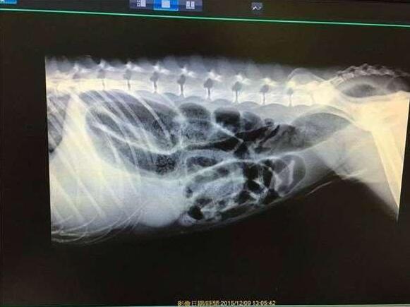 狗狗误食酵母急救法,狗狗误吞猪棒骨头几天过危险期