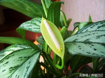 植物怎么养能活得久,适合家庭养的十大植物