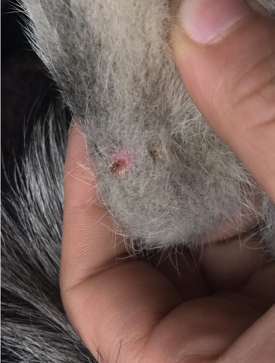 哈士奇身上长脓包,哈士奇豆豆被虫子咬了