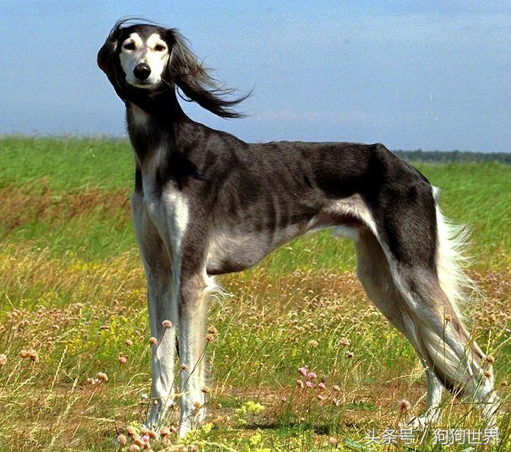 可爱呆萌狗狗资料,狗狗15种寄生虫病详细资料图