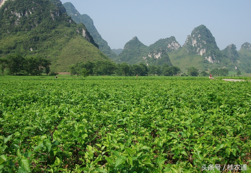 广西为什么适合农业,广西农业哪里最发达