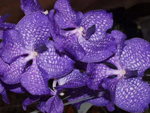 这些花长得极丑镇宅又养人,这些不起眼的花你见过吗