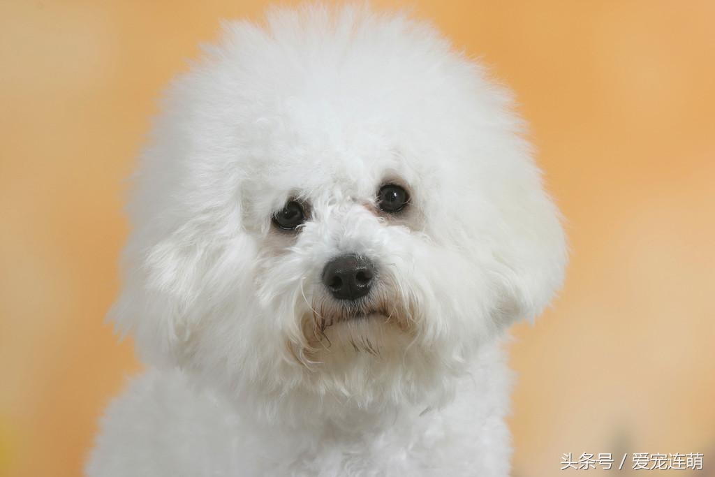 狗狗什么时候才不掉毛,不掉毛的狗狗100种