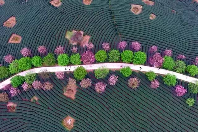 漳平茶山樱花,漳平樱花园景点