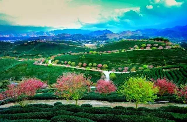 漳平茶山樱花,漳平樱花园景点