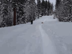 带秋田犬旅行,秋田犬不运动有影响吗