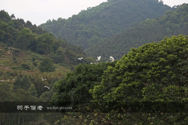 居于涟岸隐于湖，到肇庆体验离尘不离城的精致慢生活