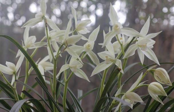 云南兰花名贵品种图片介绍,云南兰花老品种有哪些图片
