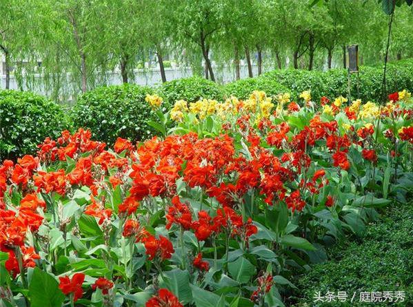 美人蕉几片叶子开花,美人蕉掰开后可以直接种吗