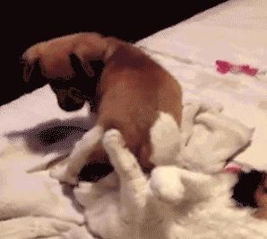 这位姐姐你真丑日语,这位姐姐你说的太对啦