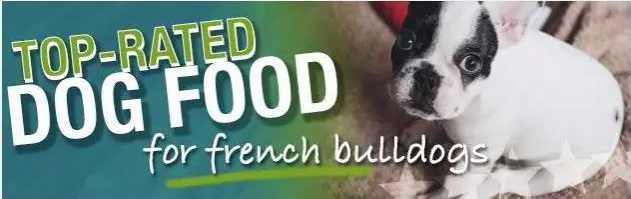 法国斗牛犬狗粮推荐,法国斗牛犬吃东西的视频