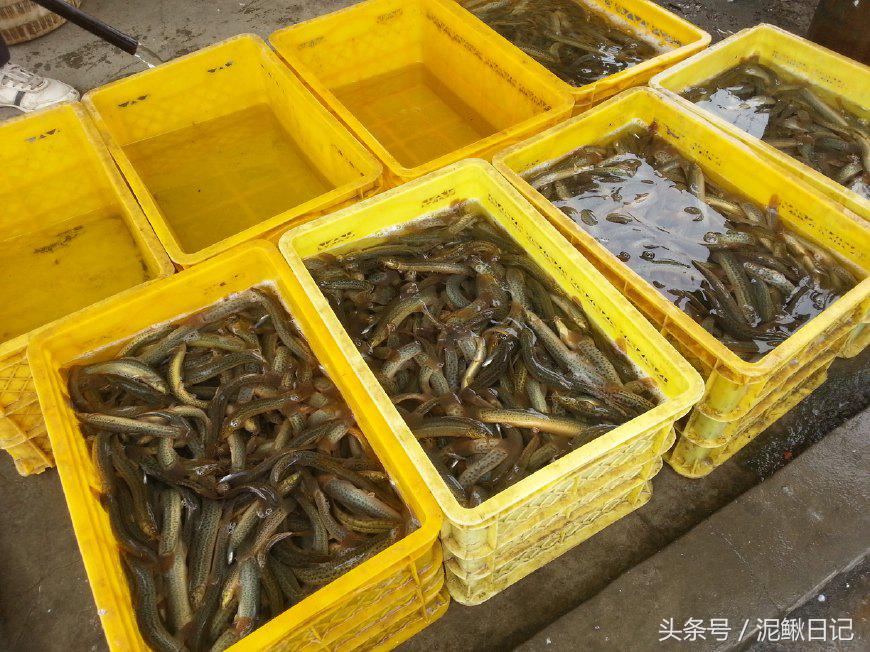 泥鳅养鱼怎么养活得久,家里鱼缸又养鱼又养泥鳅好吗