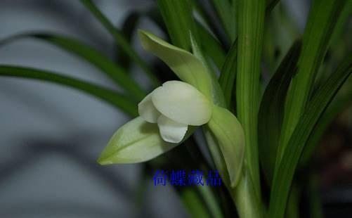 云南最贵的兰花品种有几种,云南兰花名贵品种图片介绍