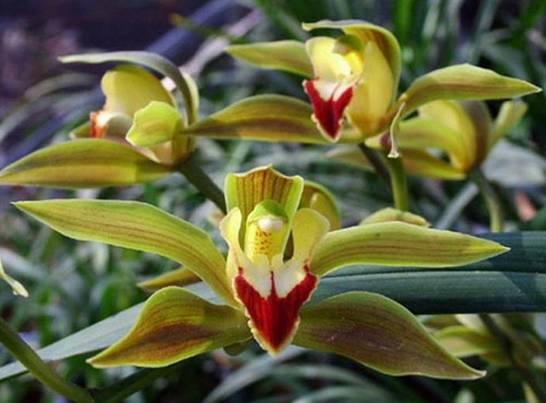 云南最贵的兰花品种有几种,云南兰花名贵品种图片介绍