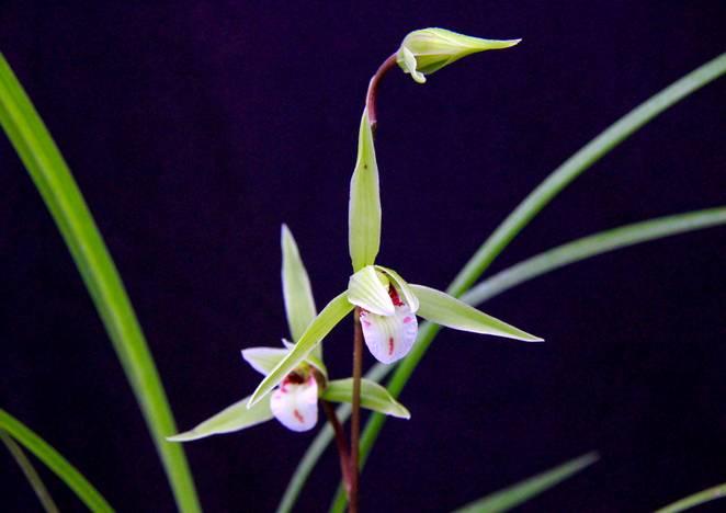 云南兰花名贵品种图片介绍,云南兰花老品种有哪些图片