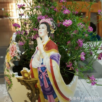 用酒瓶子做花盆图片大全,自制酒瓶花盆图片大全