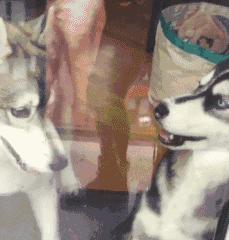 搞笑Gif：白板，动了手脚之后变*摸自**了！所以说远离赌博！