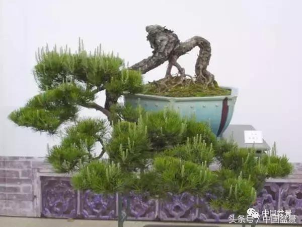 山松移植后黄叶,山松下山桩一月份怎么黄叶了