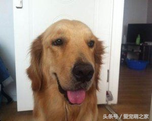 怎样挑选纯种金毛犬避免上当,怎么挑选金毛犬好看