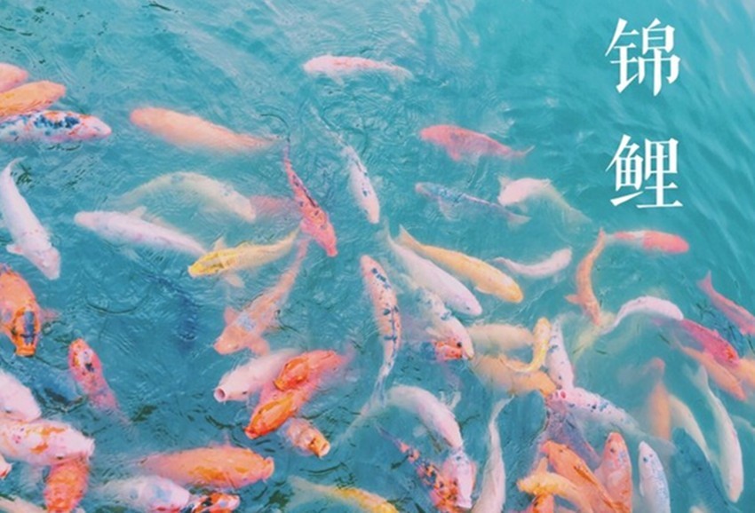 养锦鲤常见病的预防和处理,养锦鲤鱼常有的病怎么预防