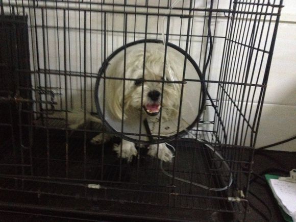 忠诚小狗看门,最忠诚的狗守护主人