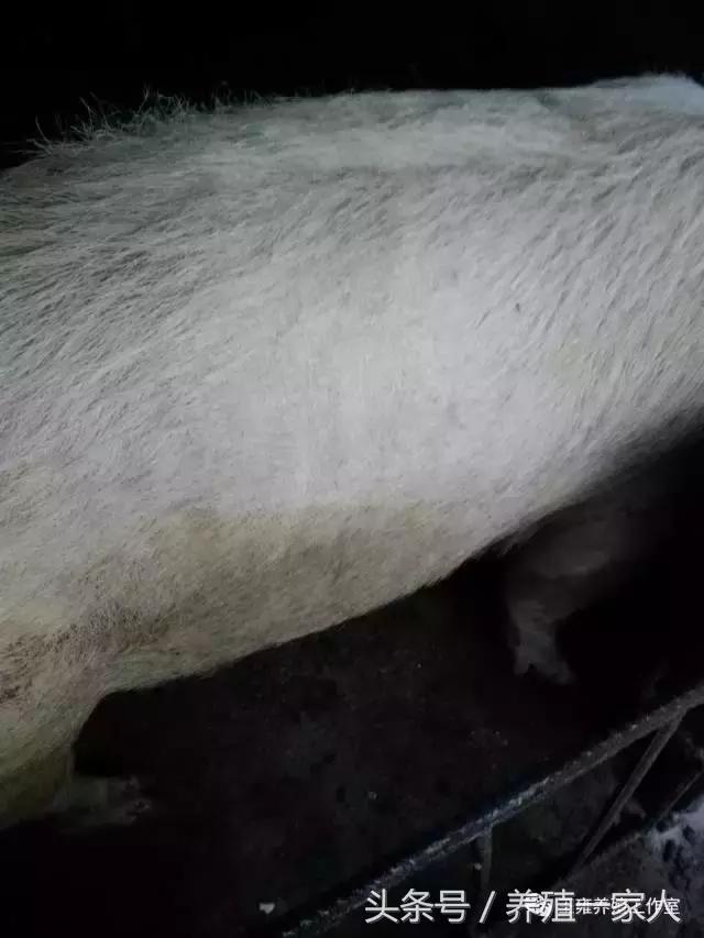 母猪为什么那么少人养殖,母猪养猪知识大全