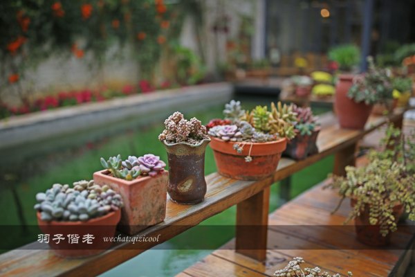 居于涟岸隐于湖，到肇庆体验离尘不离城的精致慢生活