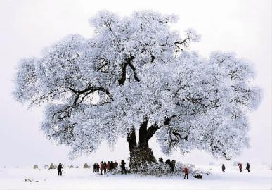 冬已去春将至配图,冬已去春归来此时花正开