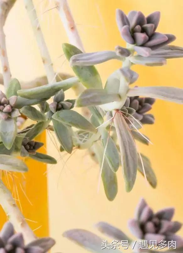 多肉植物贝瑞长了气根,多肉植物长气根怎么办