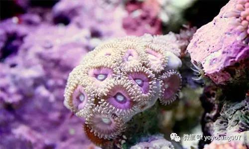 海缸磷酸盐导致褐藻产生原因,海水缸测水质