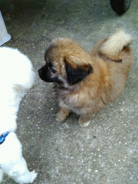 科普知识的狗狗动画片,科普狗狗肢体语言