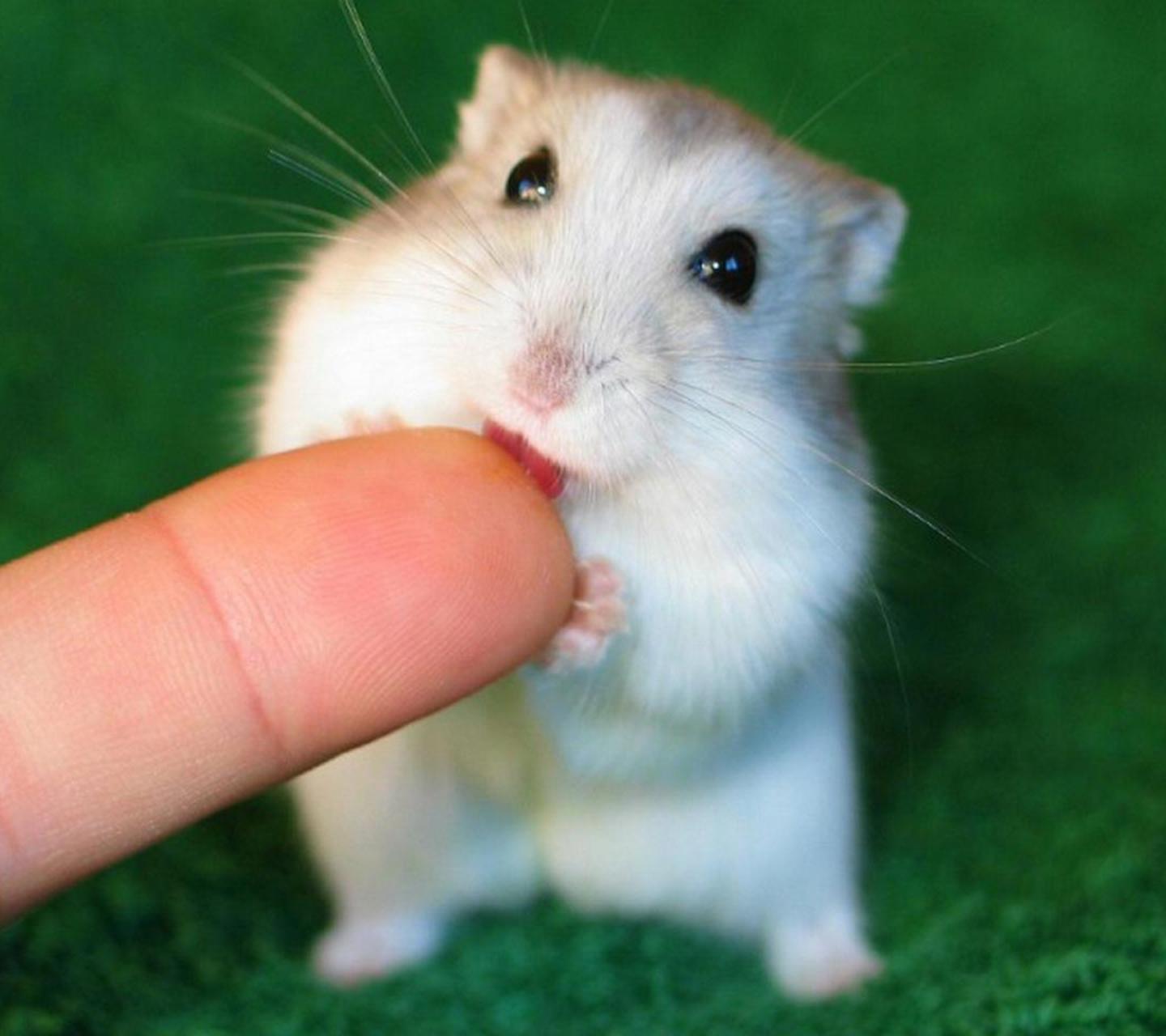 饲养仓鼠的正确方法,仓鼠老婆婆饲养教程