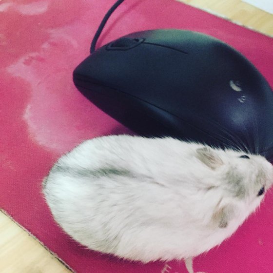 仓鼠日常吃成一只小肥鼠,仓鼠为什么会吃自己生的小仓鼠