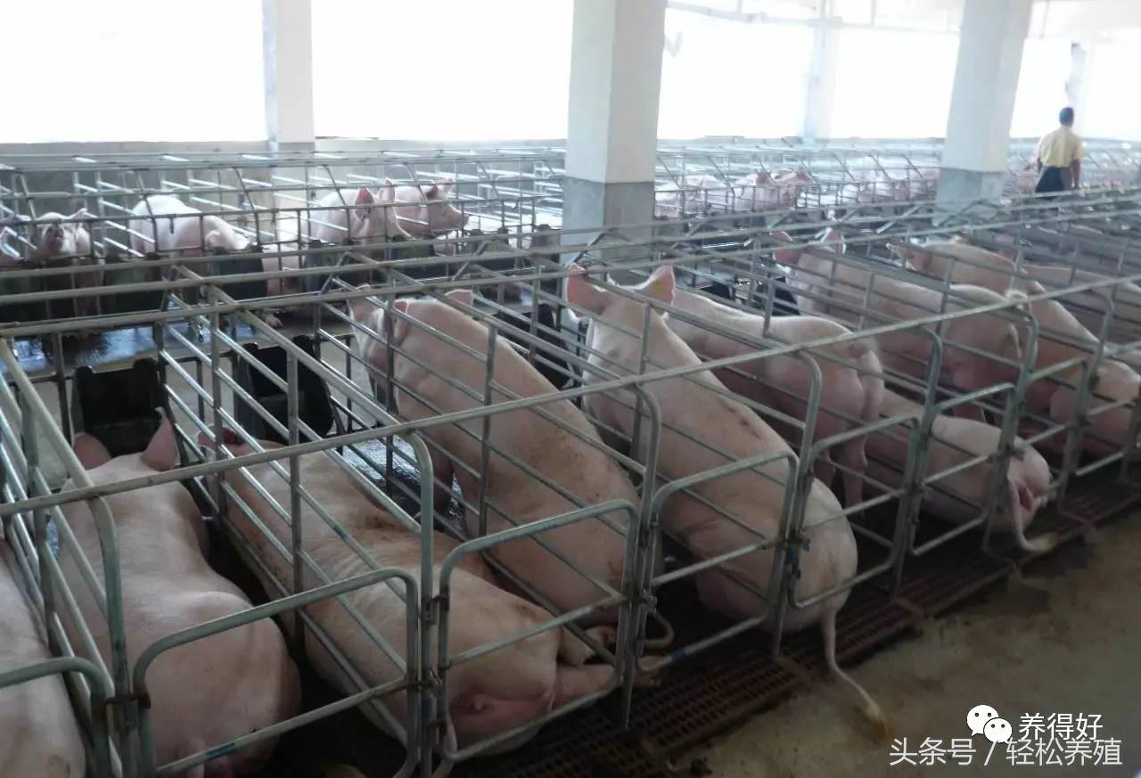 猪场怎样净化母猪,养猪场的猪怎么才能消毒