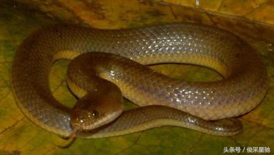 盘点我国毒蛇种类,盘点毒蛇最多的几个国家