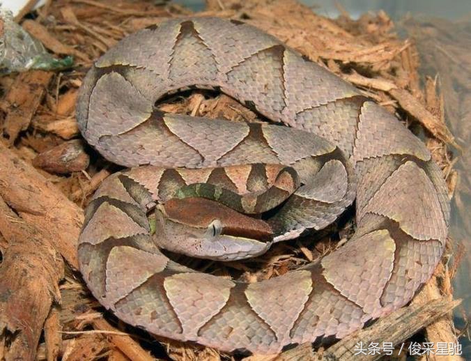 盘点我国毒蛇种类,盘点毒蛇最多的几个国家