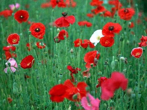 这些花长得极丑镇宅又养人,这些不起眼的花你见过吗