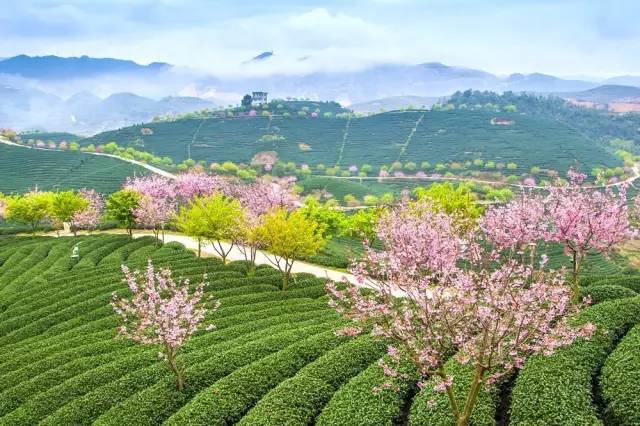 漳平茶山樱花,漳平樱花园景点