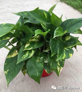 绿萝叶子黄了什么原因造成的,绿萝的叶子会变黄的原因