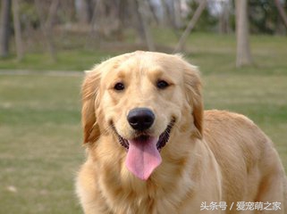 怎样挑选纯种金毛犬避免上当,怎么挑选金毛犬好看