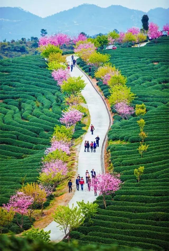 漳平茶山樱花,漳平樱花园景点
