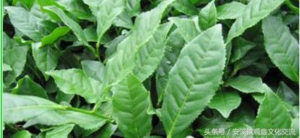 金骏眉和铁观音红茶哪种更好,茶叶套装金骏眉铁观音大红袍