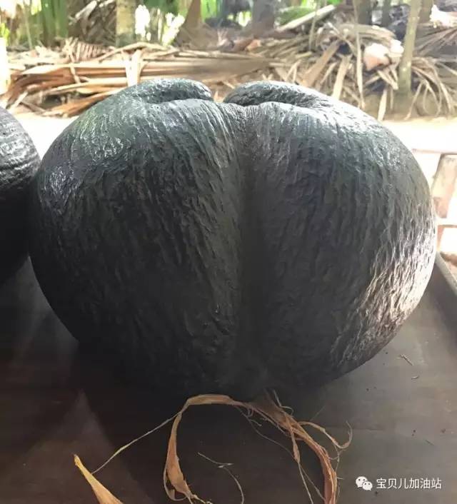 塞舌尔游记,塞舌尔埃及