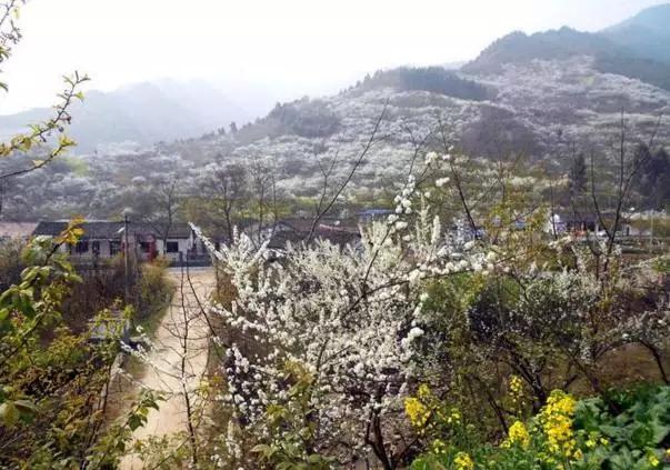 成都周边踏青二日游自驾游,春节成都看花好玩的地方推荐